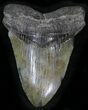 Bargain Megalodon Tooth - South Carolina #25655-1